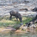 BWA NW Chobe 2016DEC04 River 048 : 2016, 2016 - African Adventures, Africa, Botswana, Chobe River, Date, December, Month, Northwest, Places, Southern, Trips, Year